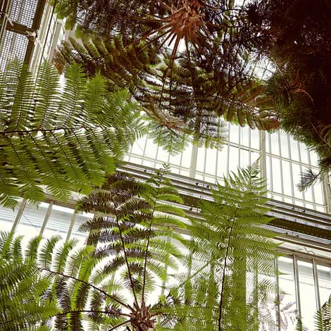 Im Farnhaus des Botanischen Gartens Berlin-Dahlem (Foto: Gregor Hohenberg)